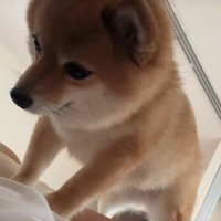 「散歩いこっか」