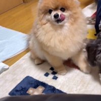 自分の口元を舐める犬
