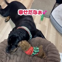 うにくんが大好きすぎるあずきちゃん