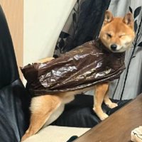 カッパが嫌でフリーズ！！