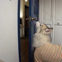 フィンくんが扉を開けて…