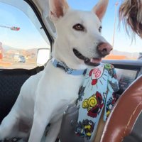 笑顔で車内を見まわす犬