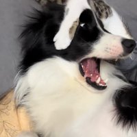 じゃれる中型犬と猫