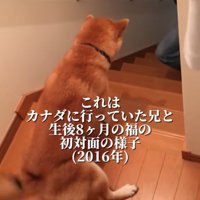 前のめりになる柴犬