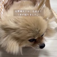 不安そうな顔で床を見つめる犬