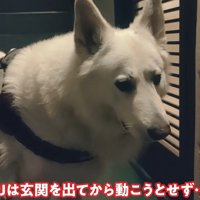 ラッキーちゃんを預かった時のBJ くん7