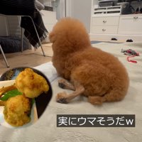 骨付きチキンにそっくり！？