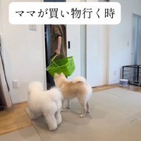 出かける支度をする女性のあとを追う2頭の犬
