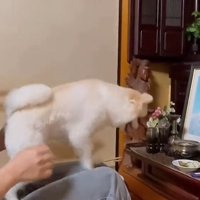 きゅうりにくぎ付けのポポちゃん