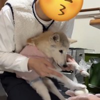 そっとお餅に触れる犬の前足