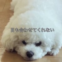 床に寝そべる犬