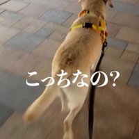 ママさんのお迎えに来たレオンくん4