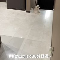 パパさんの帰りを待つナナくん4