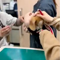 抱っこされる犬