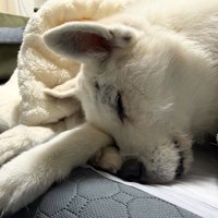 眠っている犬