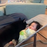 赤ちゃんの手を舐める柴犬さん