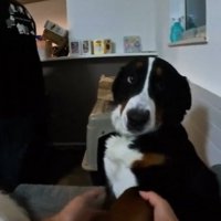 大型犬と握手する子供の手