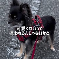 祖母に抱っこされる小型犬