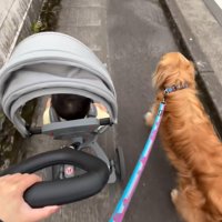 ベビーカーと並んでトコトコ…