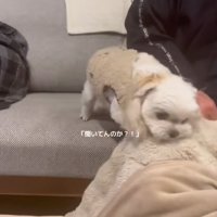 伸びてくる手に怒る小型犬