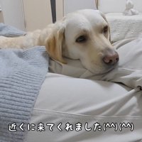 ママさんが移動したらついてきます