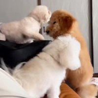 「やめなさい！」