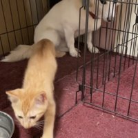 外へ歩き出す子猫と見送る犬