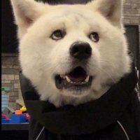 感情が分かりやすい…