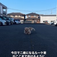 前に進む大型犬