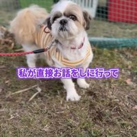 真剣な表情で立つ犬