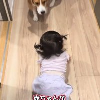 赤ちゃんを出迎えるまめたくん