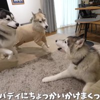 子どもみたいな3頭にホッコリ♡