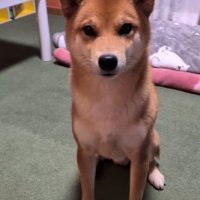 おやつを待つポン太くん