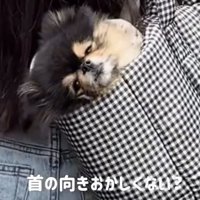 首だけ後ろへ向ける犬