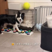 こちらを見るボーダーコリー