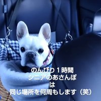 車の中で大人しくしているフレンチブルドッグ