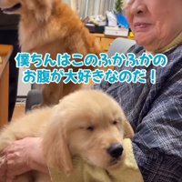 おばあちゃんのお腹の上で寝る子犬