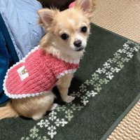 現在のゆめちゃん