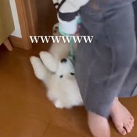 リードを引かれて床の上を滑っていく犬