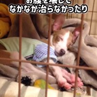 とらきち君のビフォーアフター4