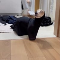 アザラシ…？