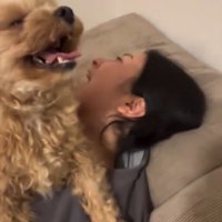 横になっている女性の体の上に乗って笑顔になる犬