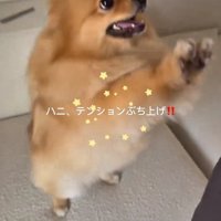 テンションが高いハニちゃん