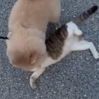 仰向けになる猫