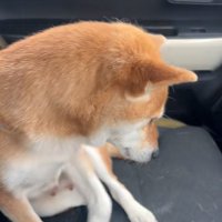 助手席に移動したなっとうちゃん