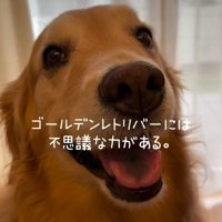 ゴールデンレトリバーのきなこちゃん