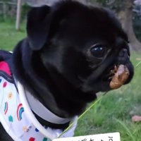 夏を満喫するあぽろちゃんでした♪