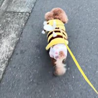のびのび歩く姿にホッコリ