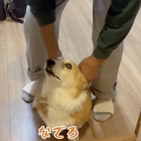 おじいちゃんの前に座って撫でてもらう犬