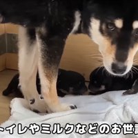 振り返るママ犬
